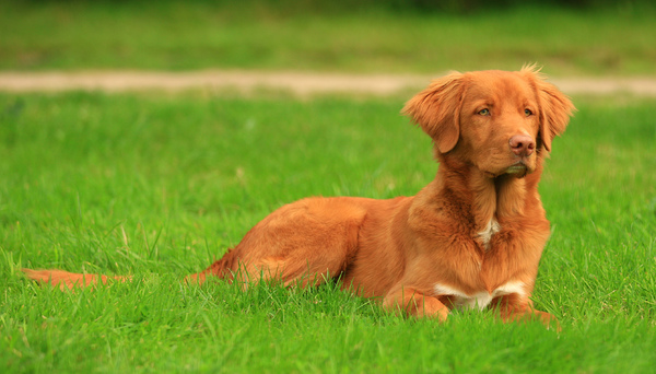 Nova Scotia Duck Tolling Retriever