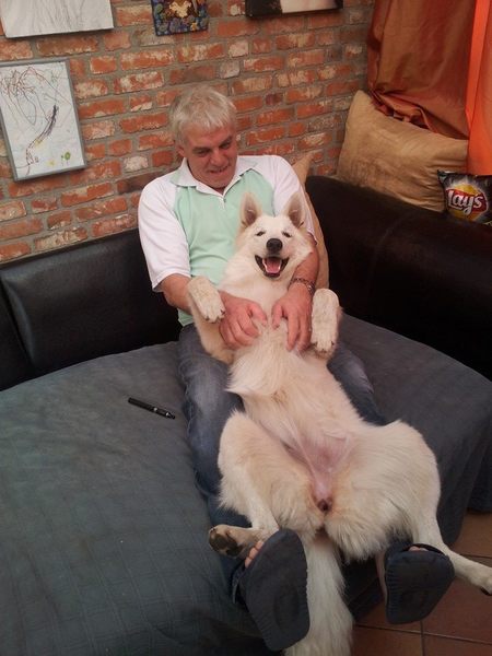 Zwitserse Witte Herdershond