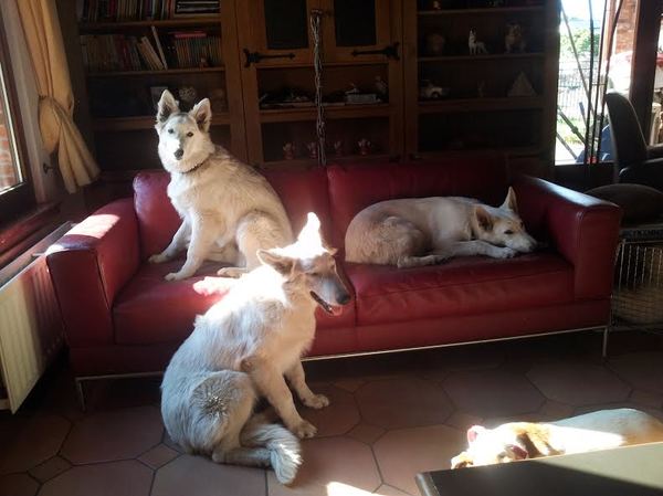 Zwitserse Witte Herdershond