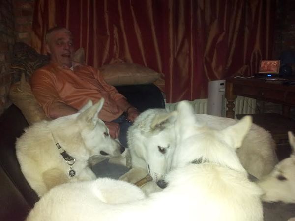 Zwitserse Witte Herdershond