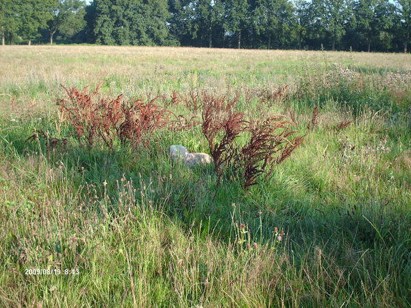 Luna gaat altijd zover mopgelijk weg als ze moet poepen