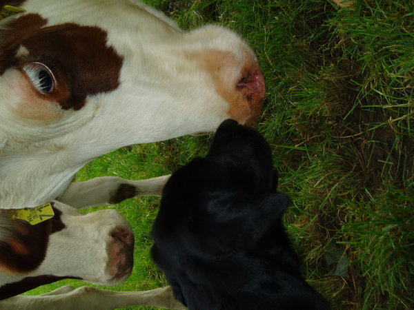 Even lekker knuffen met de koe....