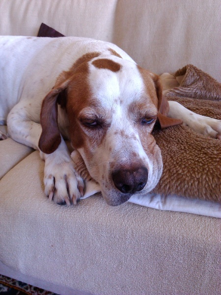 Braque Saint Germain