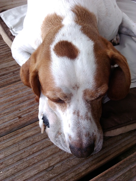 Braque Saint Germain