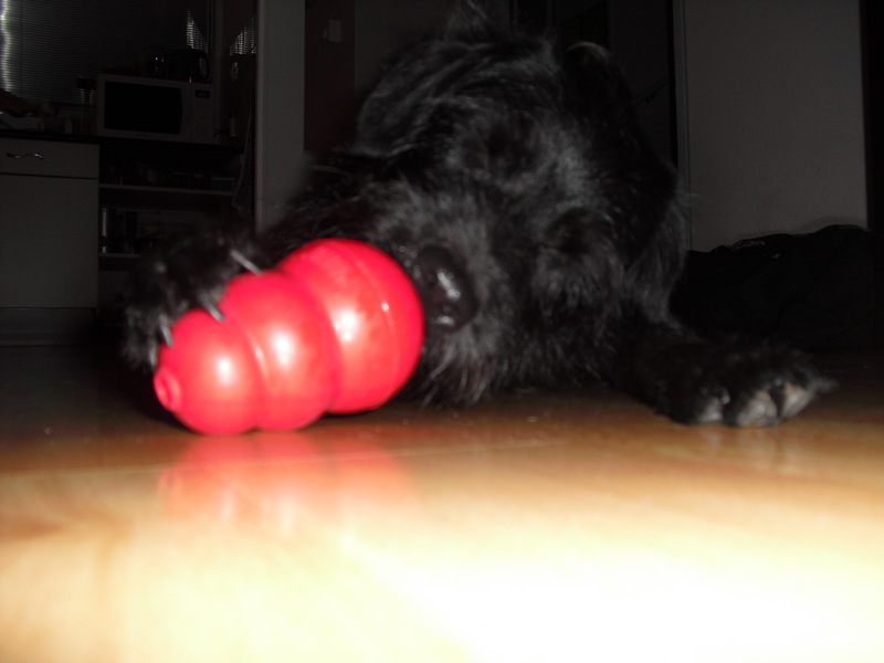 Falkor en zijn kong!!