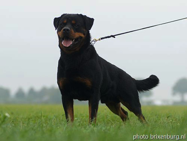 van Brixenburg Rottweilers