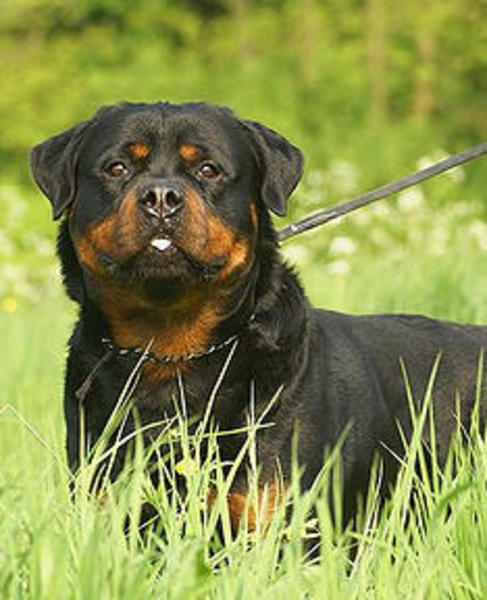 van Brixenburg Rottweilers