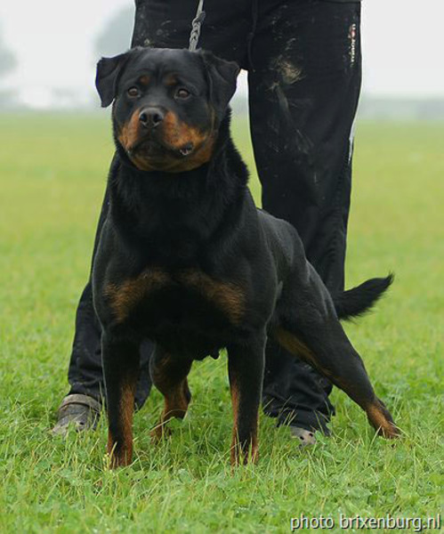 van Brixenburg Rottweilers