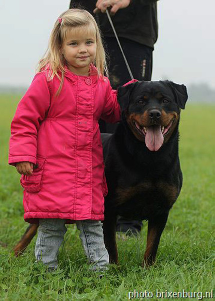 van Brixenburg Rottweilers