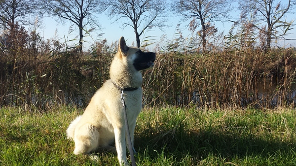 American Akita