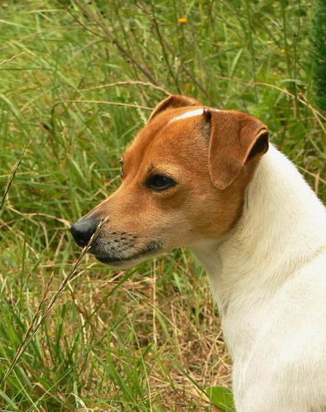 Jack Russell Terrier