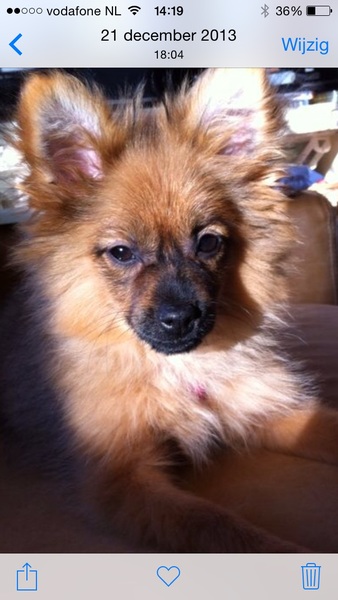 Dit is onze lieve Layla...❤️❤️