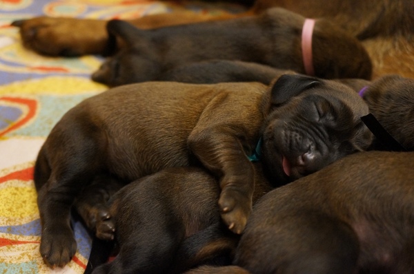 z Krainy Przodków FCI