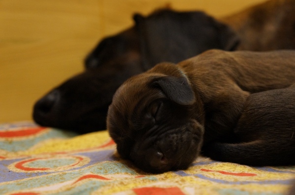 z Krainy Przodków FCI