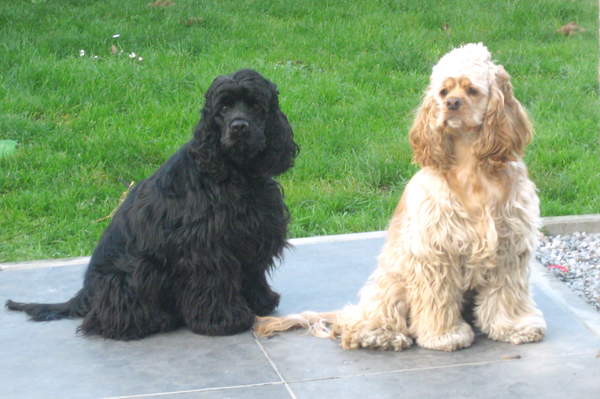 Amerikaanse Cockerspaniel