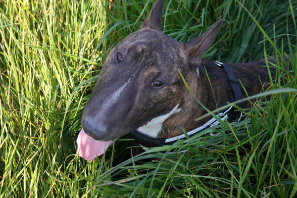 Bull Terrier, miniatuur