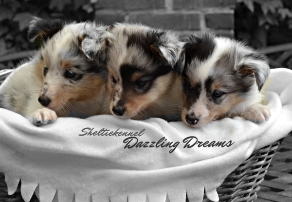 www.dazzlingdreams.nl