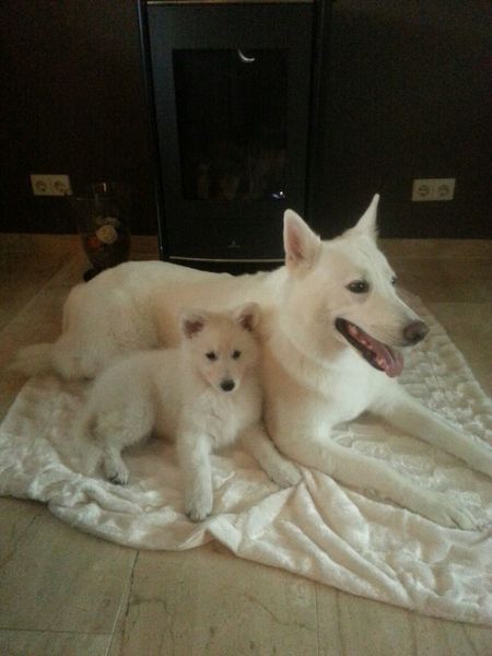 Zwitserse Witte Herdershond