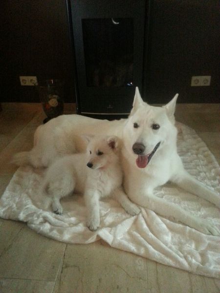 Zwitserse Witte Herdershond