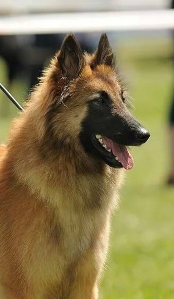 Van het Osscher Meer