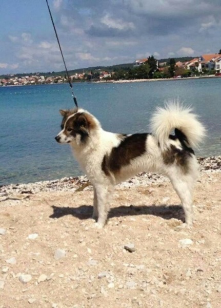 Huub