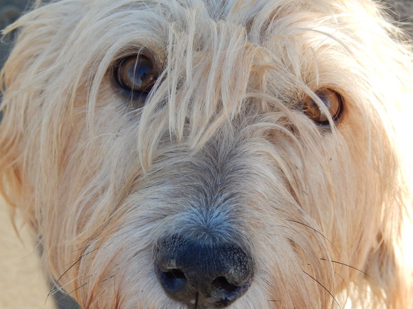 Bosanski Ostrodlaki Gonic Barak