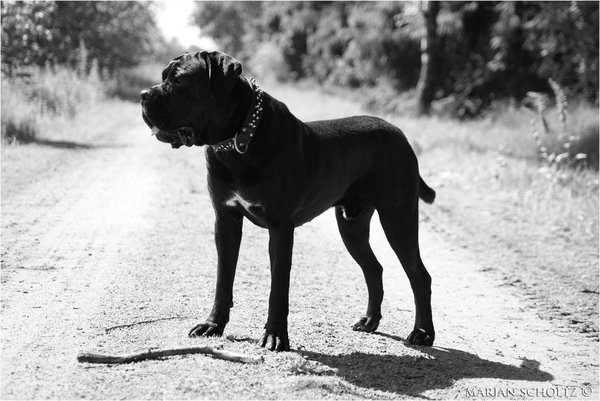 Cane Corso splendori Dell'Italia
