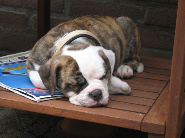 Old English Bulldog
