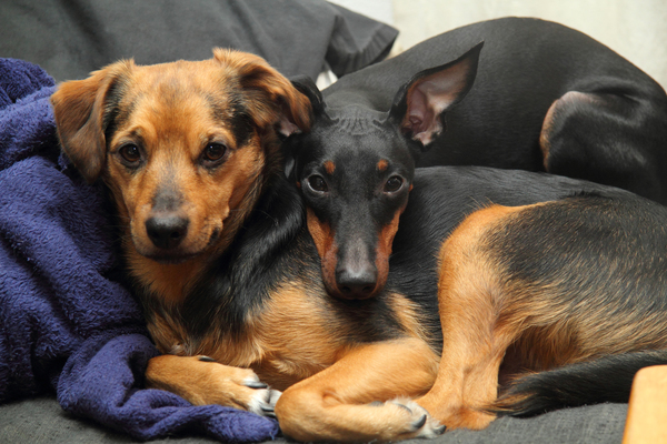 vriendjes voor het leven.