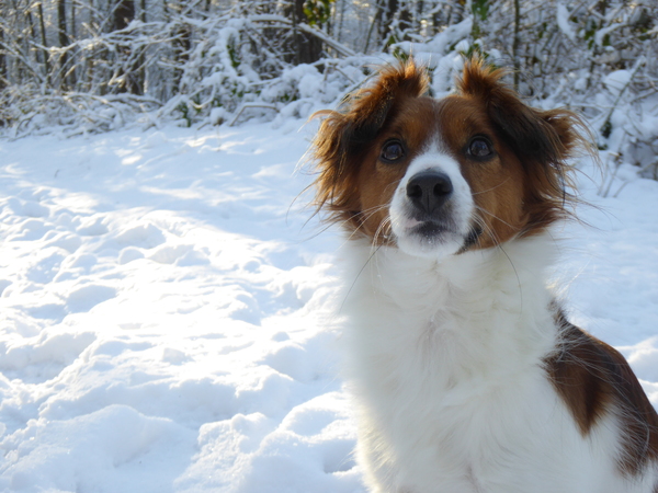 Tommie in de sneeuw
