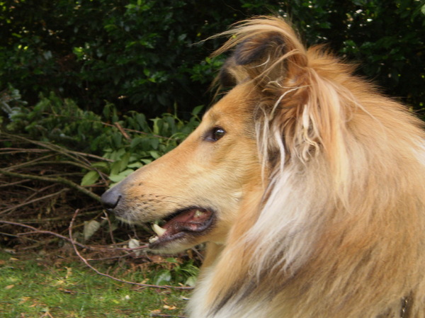 Schotse Herdershond, Langhaar