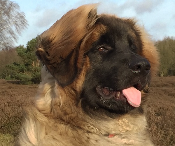 Leonberger