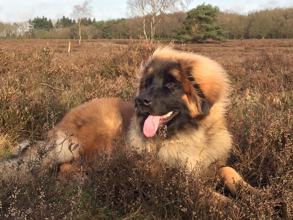 Leonberger