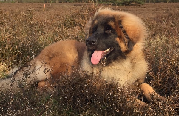 Leonberger