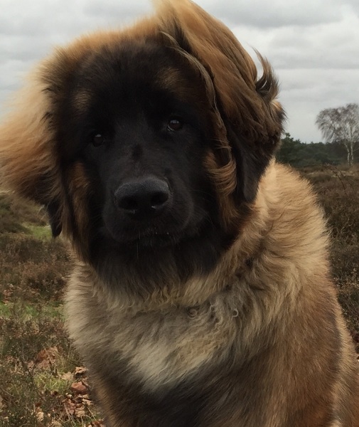 Leonberger