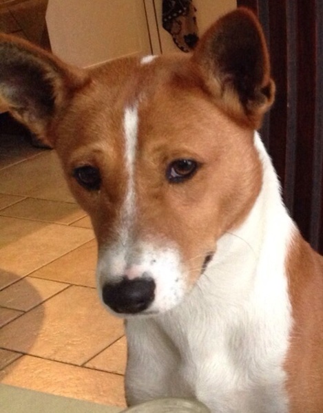 Basenji