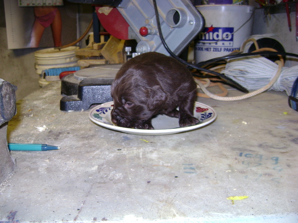 Zo groot en zo lekker als een gebakje