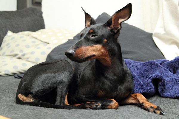 Manchester Terrier