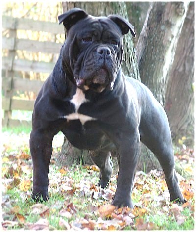 Old English Bulldog