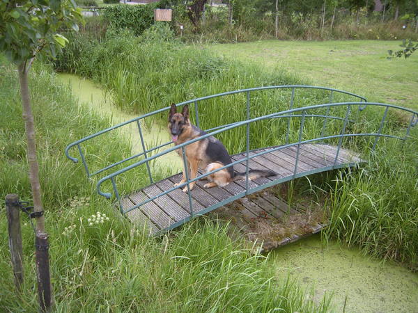 Rex  de duitse herder