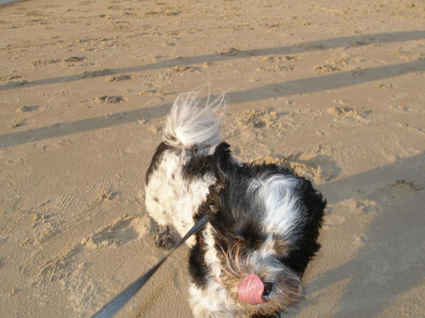 Spaiky lekt zijn snuit