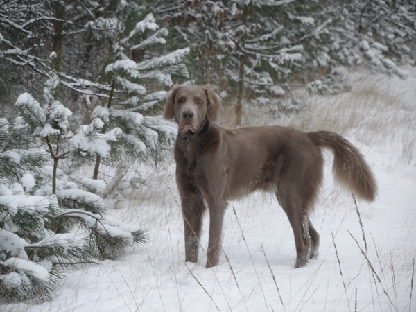 Weimaraner, langhaar