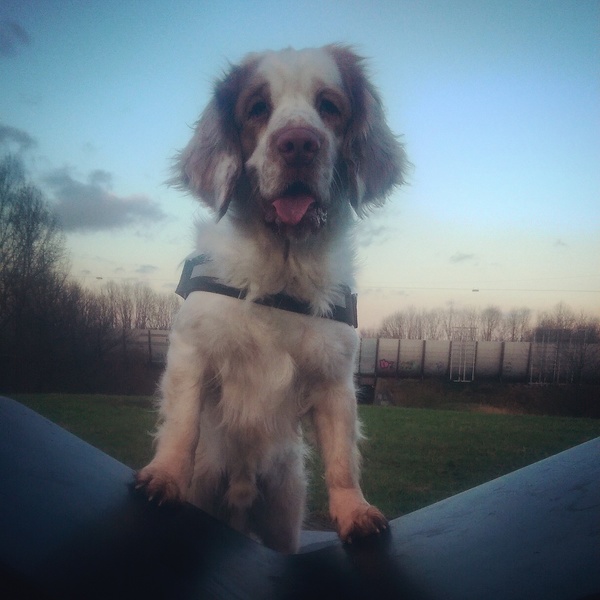 Clumber Spaniel