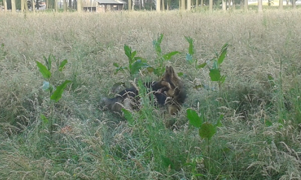 is het nou 1 hond of zijn het er 2??  :-)