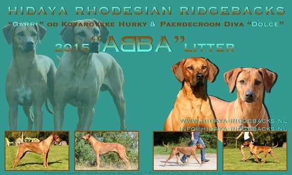 Hidaya Rhodesian Ridgebacks
