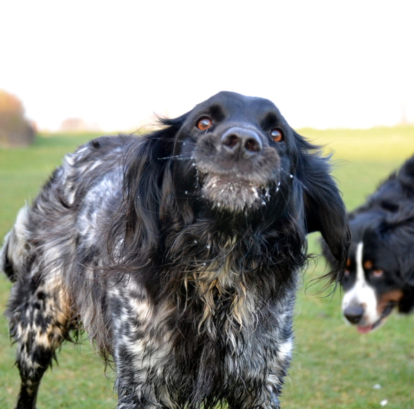 Ostara probeert op haar best te lachen vor het kiekje, maar dan komt milan....