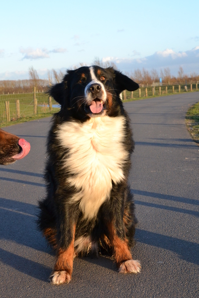 Milan is mooi aan het poseren, maar diesel heft er een neusje voor :p