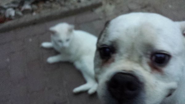 ik wou een foto van mn kat 