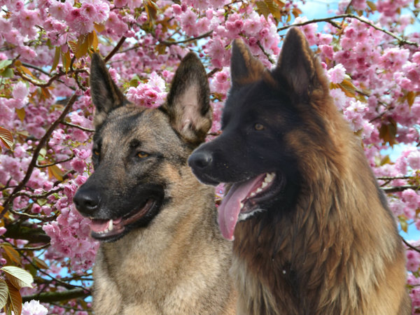 Tessa the shepherd cross