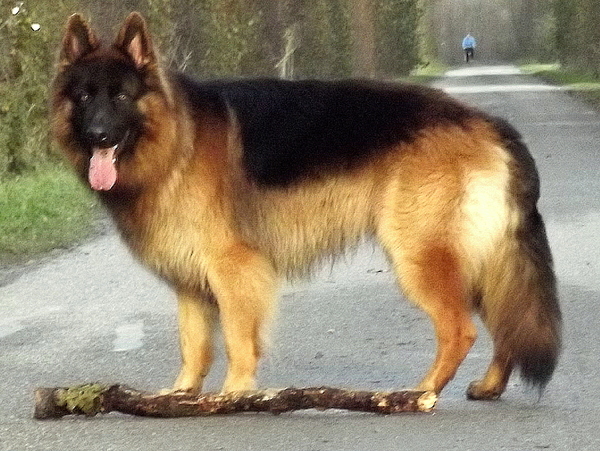 Tessa the shepherd cross